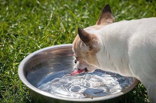 How To Encourage Dog To Drink Water? | June 2023 Best Ways