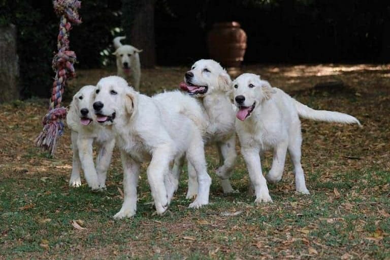 Labrador Retrievers all have the most popular dog names and unique dog names playing in a dog park